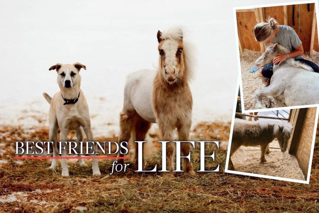 Neglected Mini Horse Rescued From Kill Pen Now Roams Free With His BFF Dog