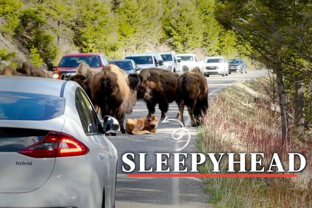 Motorists Quietly Wait for a Baby Bison to Finish His Nap on the Road