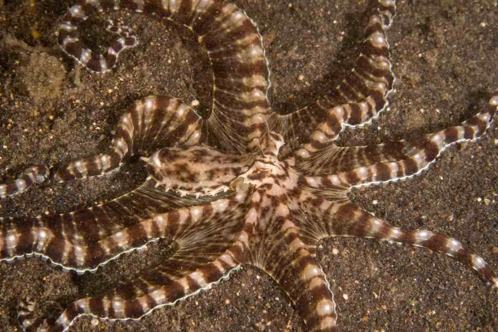 A mimic octopus (Thaumoctopus mimicus), with striped skin patterning, stretches out all eight arms across black volcanic sand. (National Geographic for Disney/Craig Parry)
