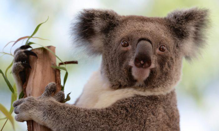 New Hope for Australia’s Koalas