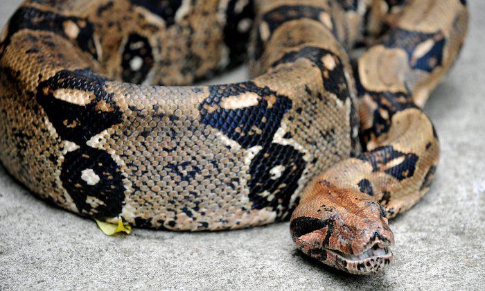 Boa Constrictor Thrown from Taxi, Let Loose in UK City
