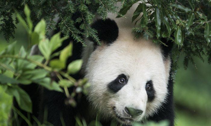 Better Than Ping Pong: Panda Diplomacy Builds Relationships