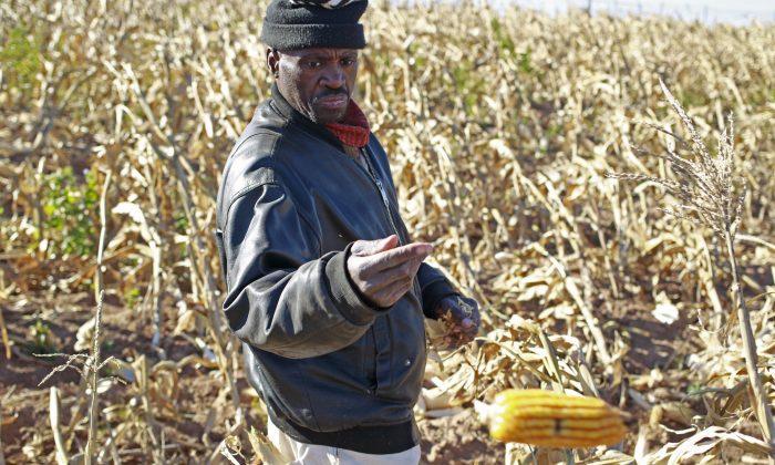 GMOs in South Africa: Facts at a Glance