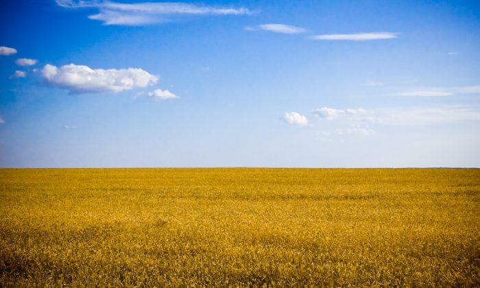 What Does Ukraine Stand to Gain from Farming Deal with China?