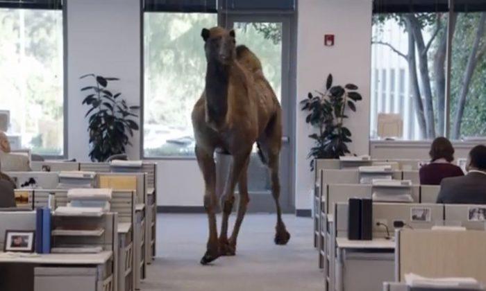 Connecticut School: ‘Hump Day’ References are Disruptive (+Video)