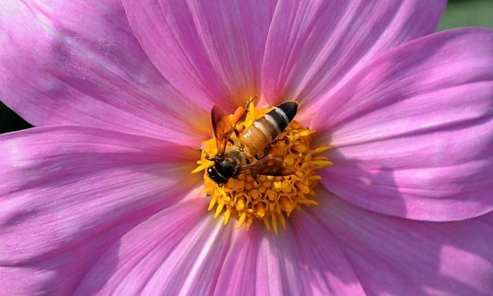 Myth Busters: Will Bees Become Extinct? How Will Food Be Affected?