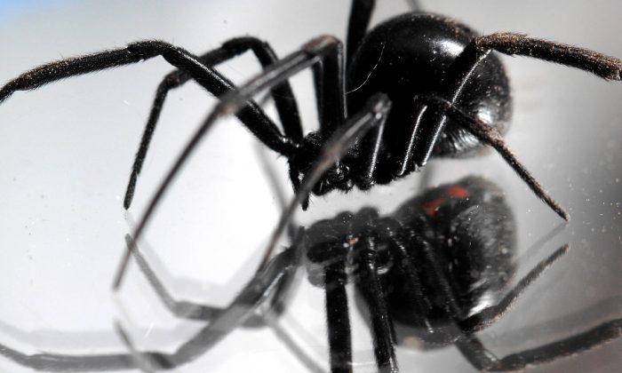 Black Widows Grapes: Venomous Spiders Found in 5 States