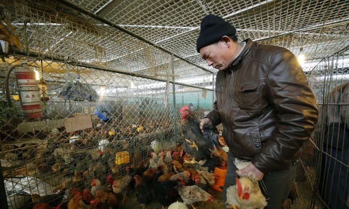 Bird Flu Spreads Human-to-Human, Admit Chinese Authorities