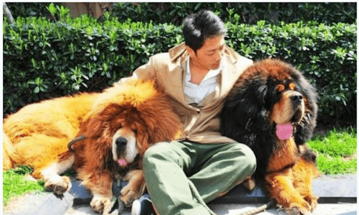 Tibetan Mastiff Sells for Nearly $2 Million in China