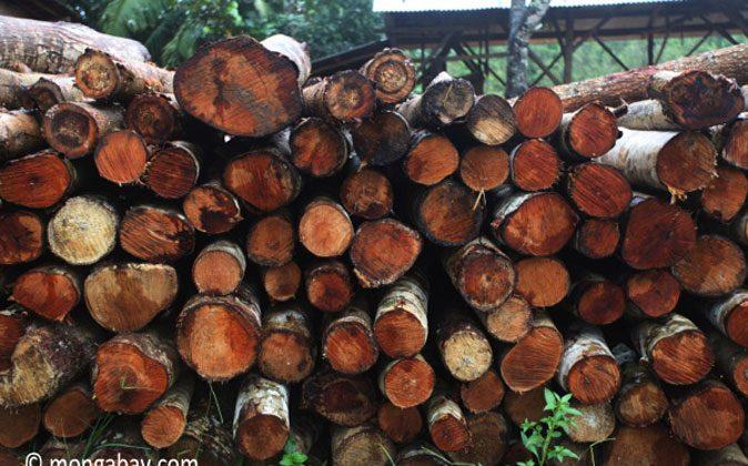 Indonesian ‘Legal’ Timber Scheme Could Be Greenwashing Illegal Products, NGOs Warn