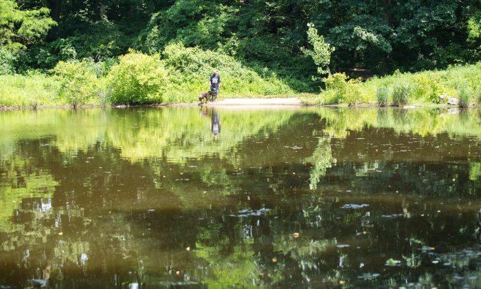 Are NYC Parks Becoming More Toxic?
