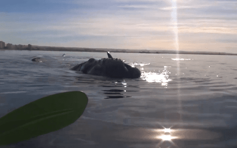Massive Whale Lifts Kayakers Onto Its Back (Video)