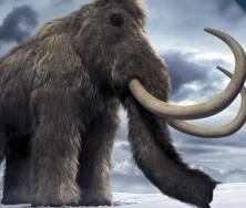 Woolly Mammoth Brain Found—Best Specimen in History