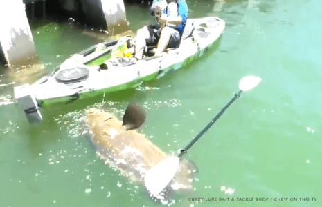 Man in Kayak Catches Massive Fish Weighing Over 550 Pounds (Video)