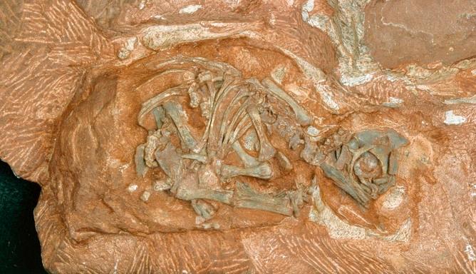 Dinosaur Eggs Get Ready to Hatch Their Secrets—200 Million Years Later