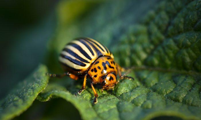 RNA Insecticide Could Leave ‘Good’ Bugs Alone