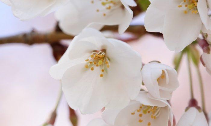 Perfect Timing: Shen Yun with the Cherry Blossom Festival