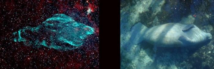 Microquasar Generates Giant Manatee Nebula