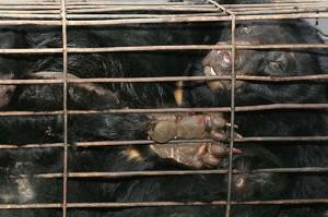 Bear caged in a private bear farm in China's southwest Sichuan Province. (China Photos/Getty Image)