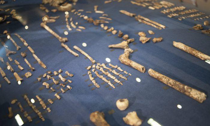 New Human-Like Species Homo Naledi Discovered: ‘We Thought We Knew How Human Origins Worked’