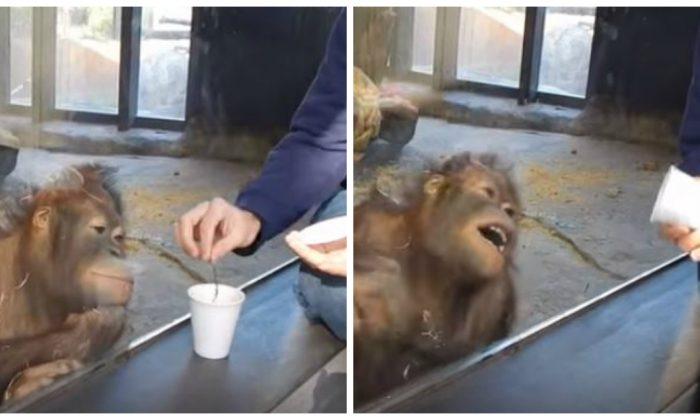 Viral Video: Zoo Visitor Does Trick, Orangutan Bursts out Laughing