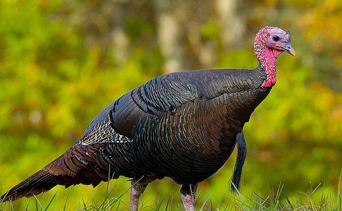 Too Many Turkeys: Staten Island Calls Foul Over Bird Woes