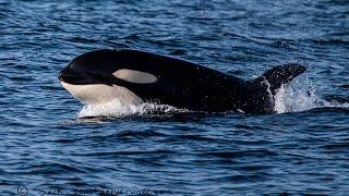 Orcas Hunting Dolphins Caught on Video
