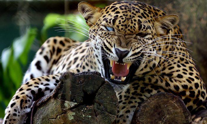 Leopard Snatches 6-Year-Old Boy at South African Game Reserve