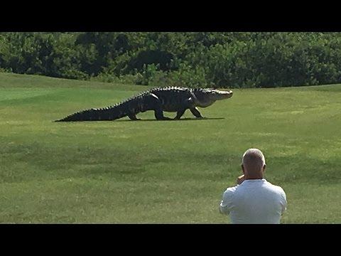 Watch This ‘Monster’ Alligator Casually Stroll Through a Golf Course