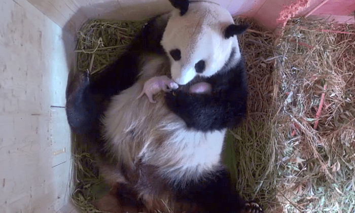 Giant Panda Surprises Zoo With Twins After Zookeeper Finds Another Cub