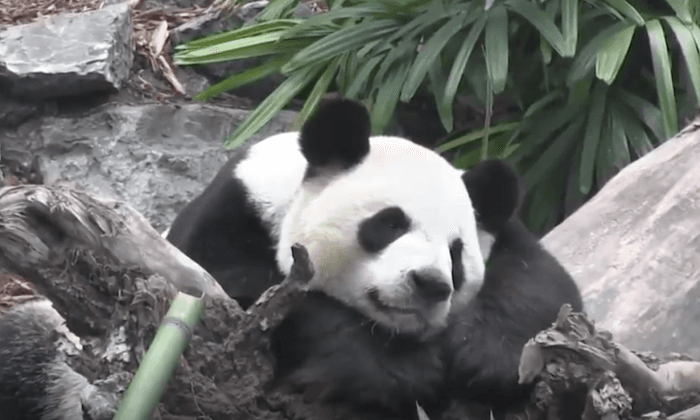 American Zoos Return Giant Pandas to China, Ending the Regime’s ‘Panda Diplomacy’