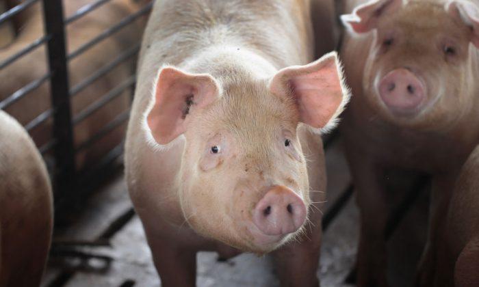 Tennessee Police Officers Take Escapee Pig Home After She Disrupts Traffic
