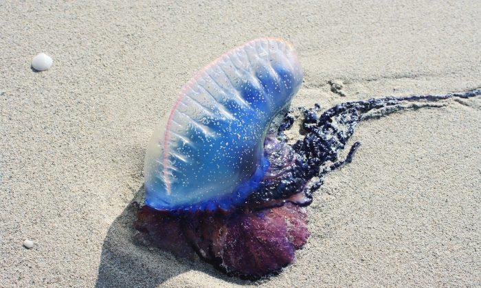 Mysterious Sea Creatures Washed Ashore in 2018