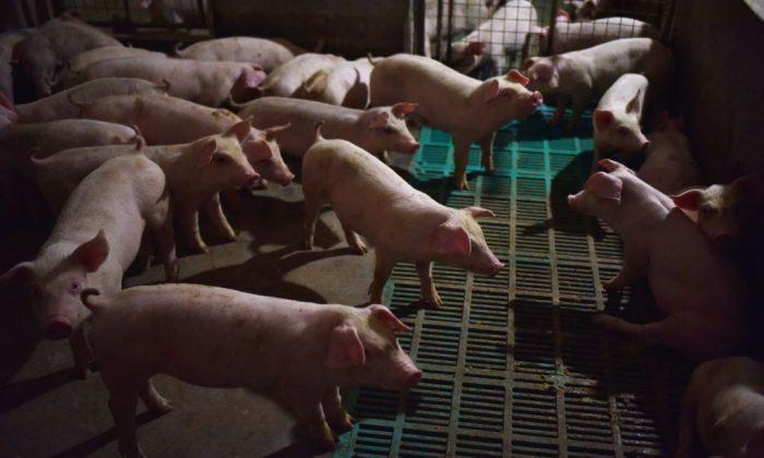 African Swine Fever Outbreaks Spread Further South in China