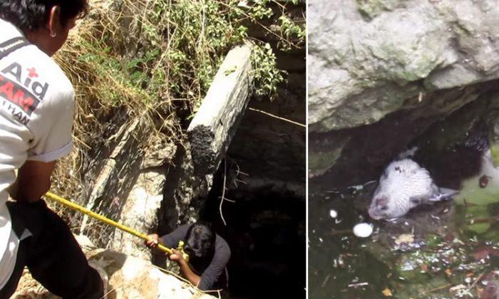 Man lowers into a deep village well to save exhausted baby goat in the nick of time