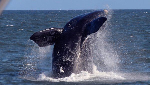 A Southern Right Whale breaches in Hermanus, on Sept. 5, 2013. (Alexander Joe/AFP/Getty Images)