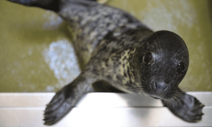 100 Baby Seals Captured by Chinese Poachers, Rescued and Sent to Wildlife Facilities