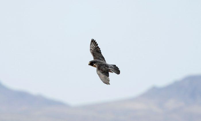 Study Finds Mercury in Predator Peregrine Falcons