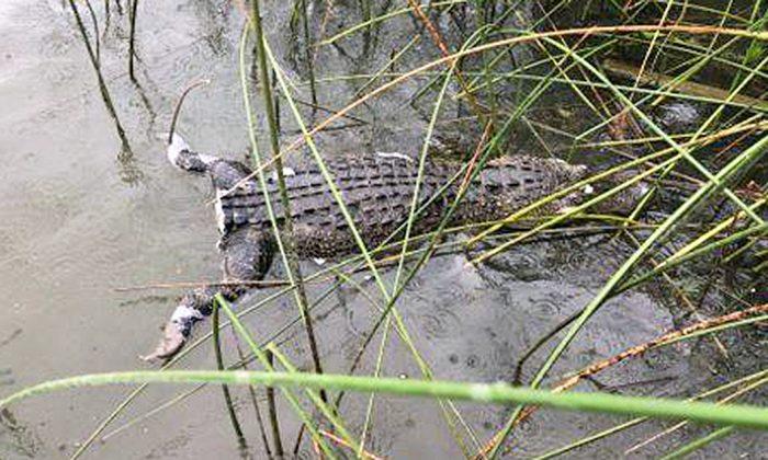 Texas Game Warden Offers $1,000 Reward for Prosecuting Alligator Tail Butcher