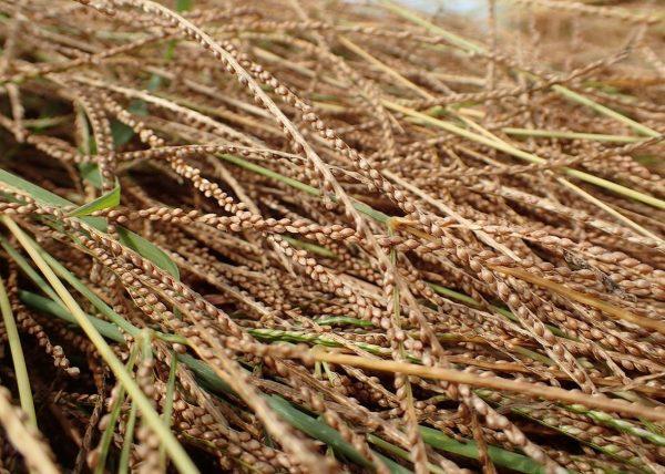 Fonio grasses, up close. (Courtesy of Yolélé Foods)