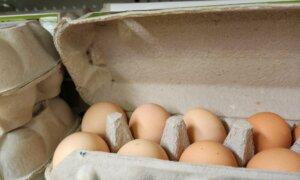 Bird Flu Case Detected in Victoria Just Days After Eradication Announcement