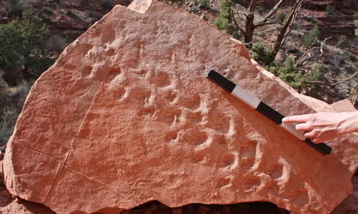 Oldest-Ever Vertebrate Fossil Footprints Found at Grand Canyon Are 313 Million Years Old