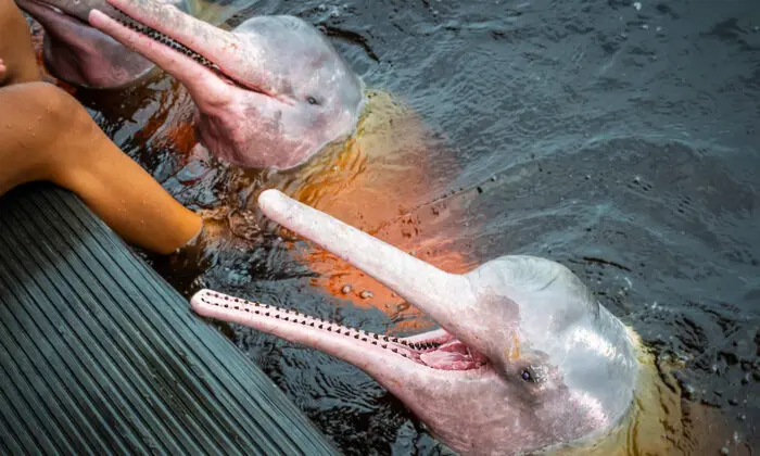 Pink River Dolphins: Bolivian Scientists, Fishermen Team up to Unravel Mysteries