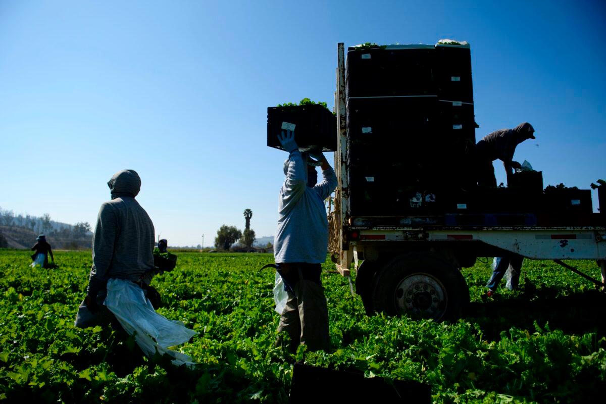 Farm workers wear masks as they carry boxes of harvested curly mustard in a field in Ventura County, Calif., on Feb. 10, 2021. (Patrick T. Fallon/AFP via Getty Images)