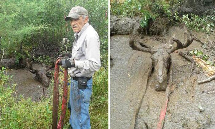 Two 70-Year-Old Men With an ATV Rescue a Moose Stuck Neck-Deep in Muddy Swamp