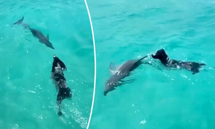 Wild Dolphin, 40, Introduces His Calf to Dog Who Has Been His Best Friend for 7 Years