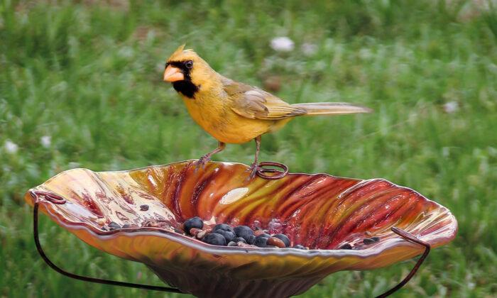 Man Spends 500-plus Hours Filming Extremely Rare Yellow Cardinal Who Visits His Backyard