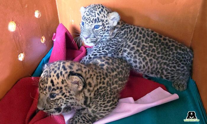 2 Leopard Cubs Lost in Sugarcane Field Were Rescued and Reunited With Their Mother (Video)