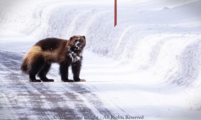 Park Guide Spots Ultra-Rare Yellowstone Wolverine for Once-in-a-Lifetime Closeup Encounter
