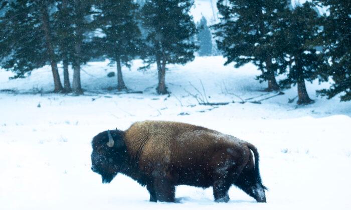 Keeping the Wild Wild: Celebrating 150 Years of Yellowstone National Park
